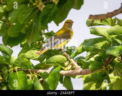 Female Eurasian golden oriole (Oriolus oriolus) feeding in a Mulberry tree,  Cyprus Stock Photo