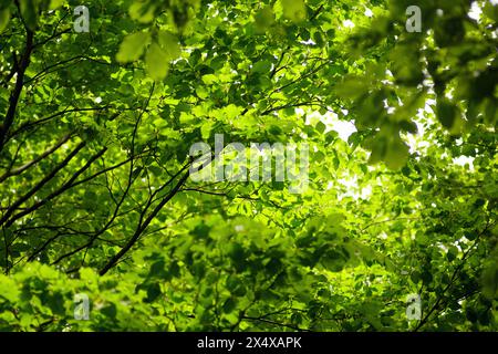 Crowns of beech trees in spring: many tree branches with bright green foliage. Natural background. Stock Photo