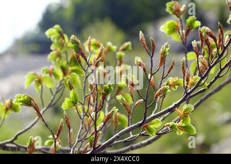 Branches of a beech tree with the first leaves. Spring in the mountains of Montenegro. Stock Photo