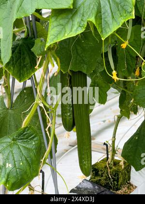 Ripe cucumbers grown on substrate Stock Photo