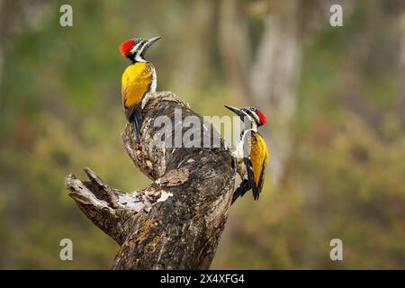 Black-rumped Flameback also Lesser golden-backed woodpecker or Lesser goldenback - Dinopium benghalense, colorful bird found in the Indian subcontinen Stock Photo