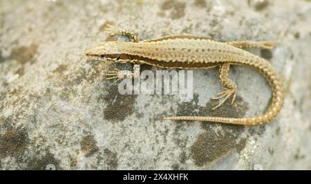 Common wall lizard Podarcis muralis close-up European stone on sand reptile detail grass steppe and stones motion mighty rare on rock searching prey Stock Photo