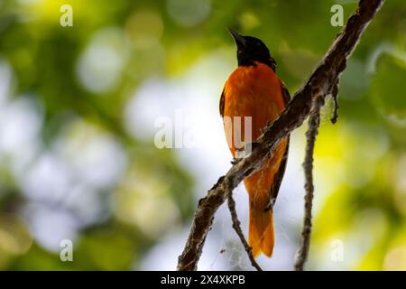 An Oriole sits high above on a tree branch. Stock Photo
