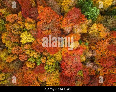 Top down view of autumn forest with colorful leaves. Polish rainforests in autumn. Stock Photo