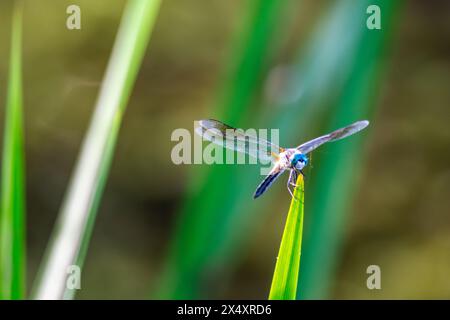 A male blue dasher dragonfly sits lightly on a reed next to a lake. Stock Photo