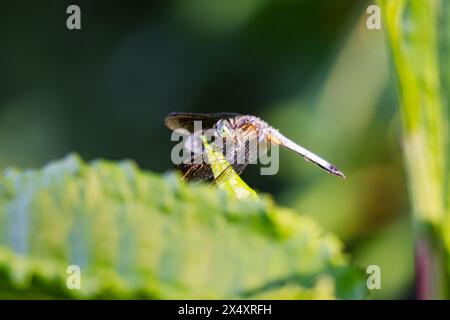 A male blue dasher dragonfly sits lightly on a reed next to a lake. Stock Photo