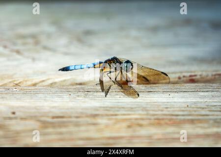 A male blue dasher dragonfly sits lightly on a wooden pier next to a lake. Stock Photo