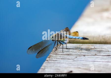A male blue dasher dragonfly sits lightly on a wooden pier next to a lake. Stock Photo
