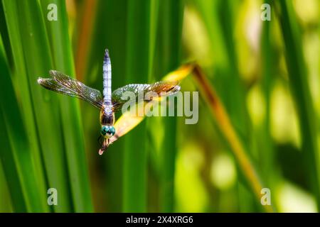 A male blue dasher dragonfly sits lightly on a reed next to a lake. Stock Photo