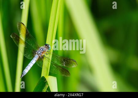 A male blue dasher dragonfly sits lightly on a reed next to a lake. Stock Photo