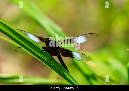 An immature male widow skimmer dragonfly sits lightly on reed next to a lake in Wisconsin. Stock Photo