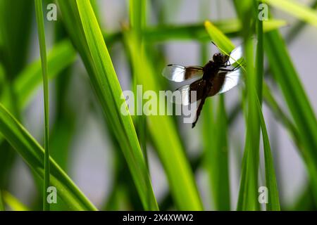 An immature male widow skimmer dragonfly sits lightly on reed next to a lake in Wisconsin. Stock Photo