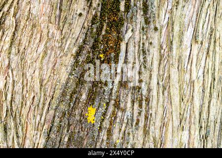 Relief texture of the brown bark of a tree with green moss and lichen on it. Panoramic image of a tree bark texture Stock Photo
