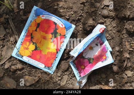 Spring planting garden in raised beds with packets of various seeds. Stock Photo