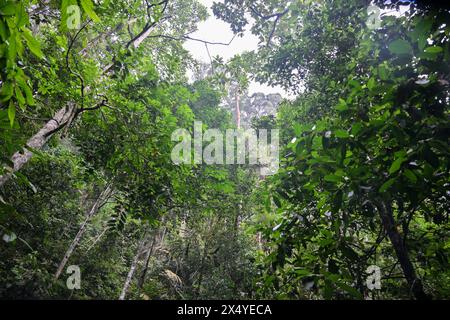 Selangor State. 5th May, 2024. This photo taken on May 5, 2024 shows a view of a rainforest waterfall scenic area in Selangor State, Malaysia. Credit: Cheng Yiheng/Xinhua/Alamy Live News Stock Photo