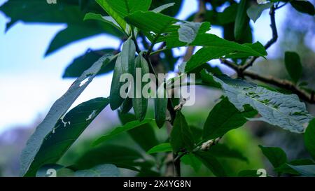 Brugmansia arborea (Brugmansia suaveolens)in nature. Brugmansia arborea is an evergreen shrub or small tree reaching up to 7 metres (23 ft) in height. Stock Photo