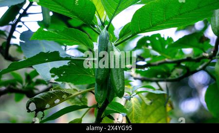 Brugmansia arborea (Brugmansia suaveolens)in nature. Brugmansia arborea is an evergreen shrub or small tree reaching up to 7 metres (23 ft) in height. Stock Photo