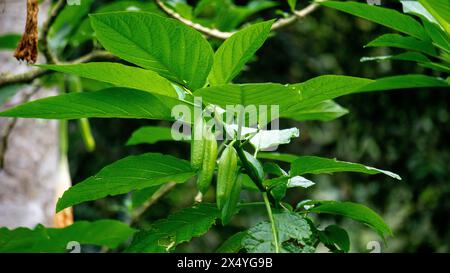 Brugmansia arborea (Brugmansia suaveolens)in nature. Brugmansia arborea is an evergreen shrub or small tree reaching up to 7 metres (23 ft) in height. Stock Photo