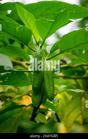 Brugmansia arborea (Brugmansia suaveolens)in nature. Brugmansia arborea is an evergreen shrub or small tree reaching up to 7 metres (23 ft) in height. Stock Photo