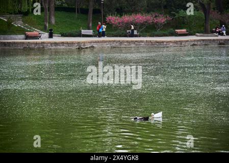 Scenery of Tuanjiehu public city park in spring, in Chaoyang district of Beijing, capital of China, on 19 April 2024 Stock Photo
