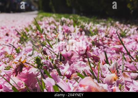 Fallen pink cherry blossoms lie among blades of grass in the spring sunshine. Stock Photo