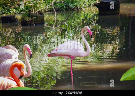 Greater flamingo (Phoenicopterus roseus) resting in pond at Negara Zoo, Malaysia Stock Photo