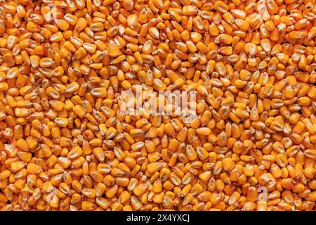 Corn kernels heap, harvested cereal crop as background, top view Stock Photo