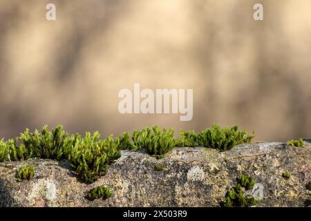 small and green moss on stones on a brown background Stock Photo