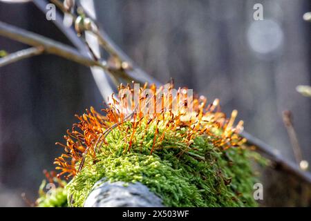 close up of green moss on tree trunk with red small sticks on it Stock Photo