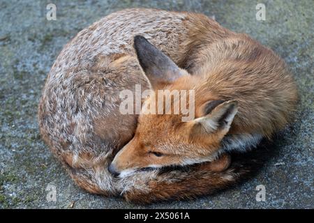 Adult, vixen, Red Fox, Vulpes vulpes, resting on garden shed roof close to den containing five cubs, London, United Kingdom Stock Photo