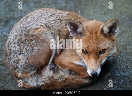 Adult, vixen, Red Fox, Vulpes vulpes, resting on garden shed roof close to den containing five cubs, London, United Kingdom Stock Photo
