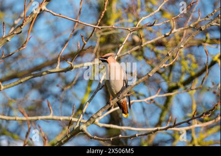 Bohemian waxwing (Bombycilla garrulus) perched in Hawthorn tree Milton Keynes England UK. February 2024 Stock Photo