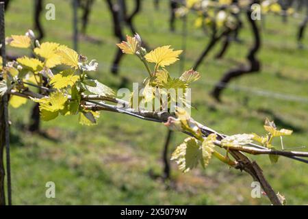 Grape vine leaves at Chapel Down Winery, Tenterden, Kent, UK Stock Photo
