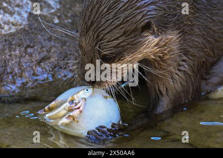 Berlin, Germany. 03rd May, 2024. A dwarf otter gnaws on an ice ball with fish in an enclosure at the zoo. Credit: Sebastian Christoph Gollnow/dpa/Alamy Live News Stock Photo