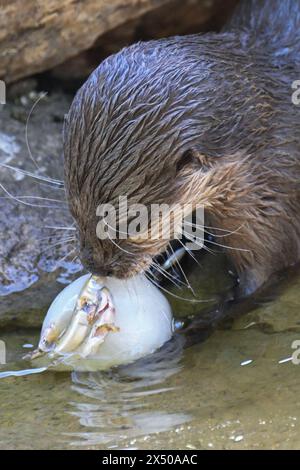 Berlin, Germany. 03rd May, 2024. A dwarf otter gnaws on an ice ball with fish in an enclosure at the zoo. Credit: Sebastian Christoph Gollnow/dpa/Alamy Live News Stock Photo