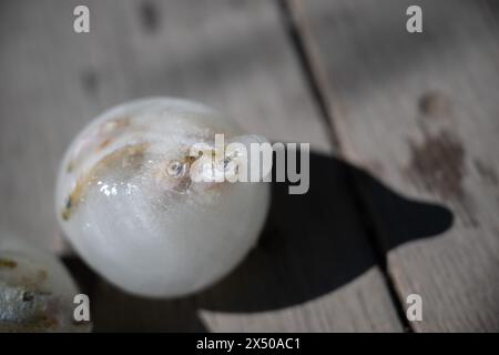 Berlin, Germany. 03rd May, 2024. An ice cream scoop with fish lies next to an otter enclosure in the zoo. Credit: Sebastian Christoph Gollnow/dpa/Alamy Live News Stock Photo