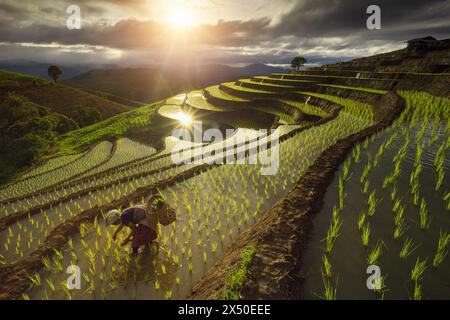 Female farmer planting rice plants in terraced paddy fields at sunset, Thailand Stock Photo