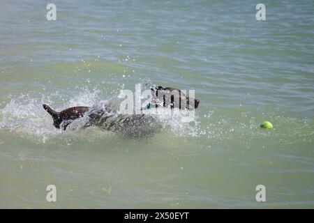 German Shorthaired Pointer running into ocean to retrieve a tennis ball, Florida, USA Stock Photo