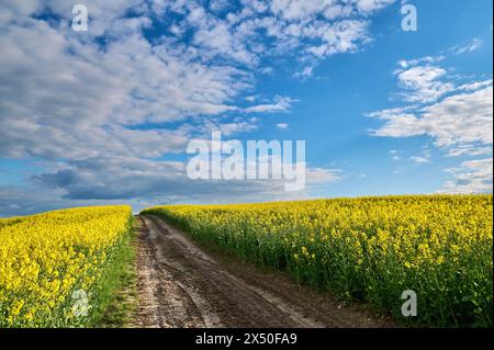 Picturesque dirt road between fields of blooming rapeseed on a hill on a clear evening Stock Photo