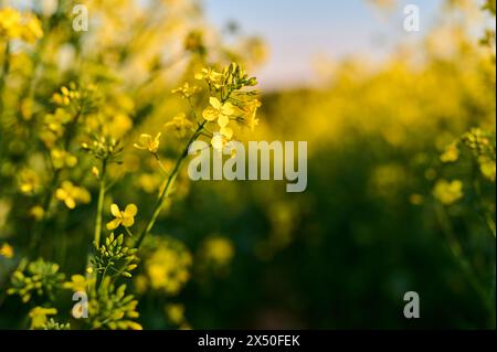 Intense yellow rapeseed flower between fields of blooming canola in spring Stock Photo