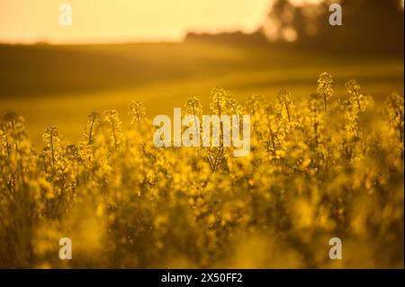 Rapeseed fields enliven the landscape with their intense golden color, encouraging a moment of reflection surrounded by nature Stock Photo