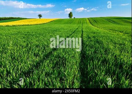 Young blades of grain on a hill, with the characteristic traces of tractor tires at the end of the field, create a harmonious contrast with the lonely Stock Photo