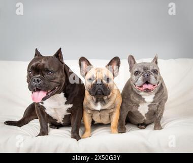 Blue brindle French Bulldog, bulldog mix and fawn bulldog sitting side by side on a sofa Stock Photo