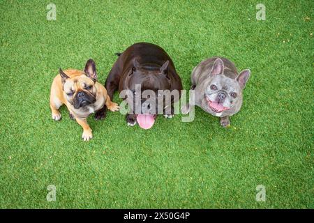 Blue brindle French Bulldog, bulldog mix and fawn bulldog sitting side by side on a lawn Stock Photo