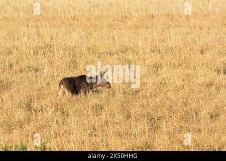 Big moose standing in tall dry grass, view in eastern Poland Stock Photo