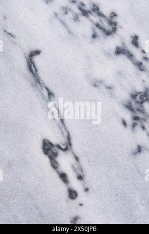 White marble texture background pattern with high resolution. Marble motifs that occurs natural Stock Photo