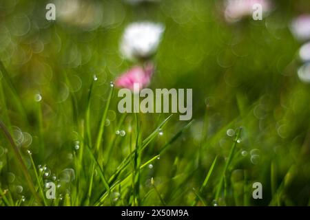 Fresh green grass. Soft Focus. Abstract Nature Background Stock Photo
