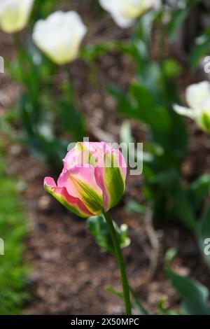 Pink tulips with fringed edges Stock Photo