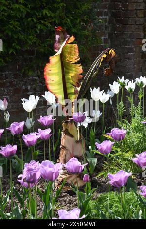 Purple and white tulip bed Stock Photo