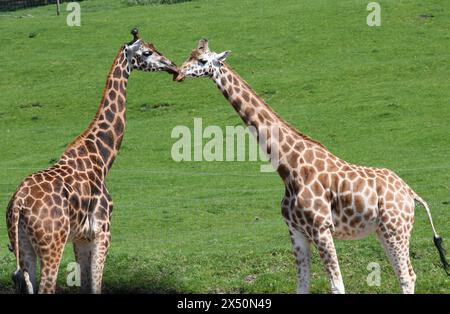 Giraffes grooming one another Stock Photo